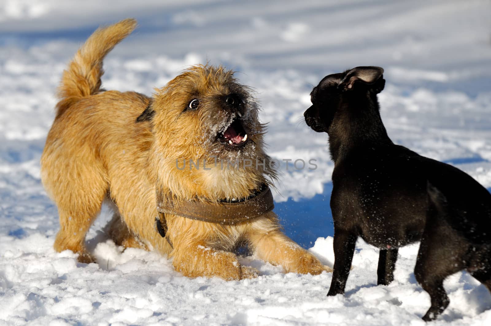 Dogs are playing in the snow. Motion blur. The breed of the dogs are a Cairn Terrier and the small dog is a mix of a Chihuahua and a Miniature Pinscher. 