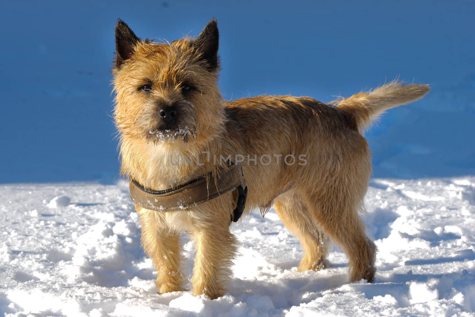 A dog is standing in the snow looking. The breed of the dog is a Cairn Terrier.