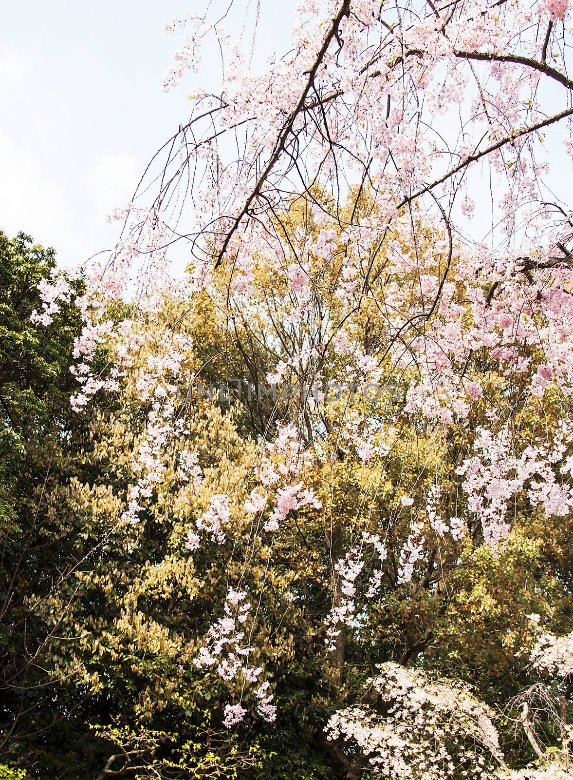 Sakura branch and flowers blooming blossom on sky background