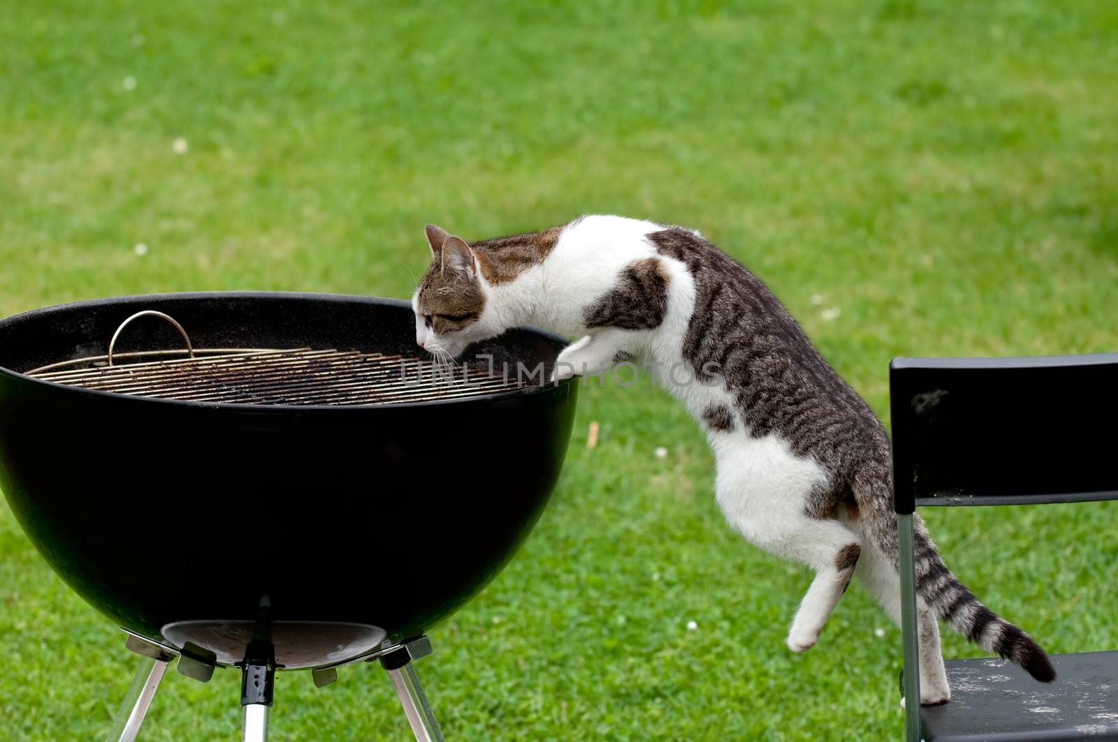 A hungry cat standing on chair reaching a grill