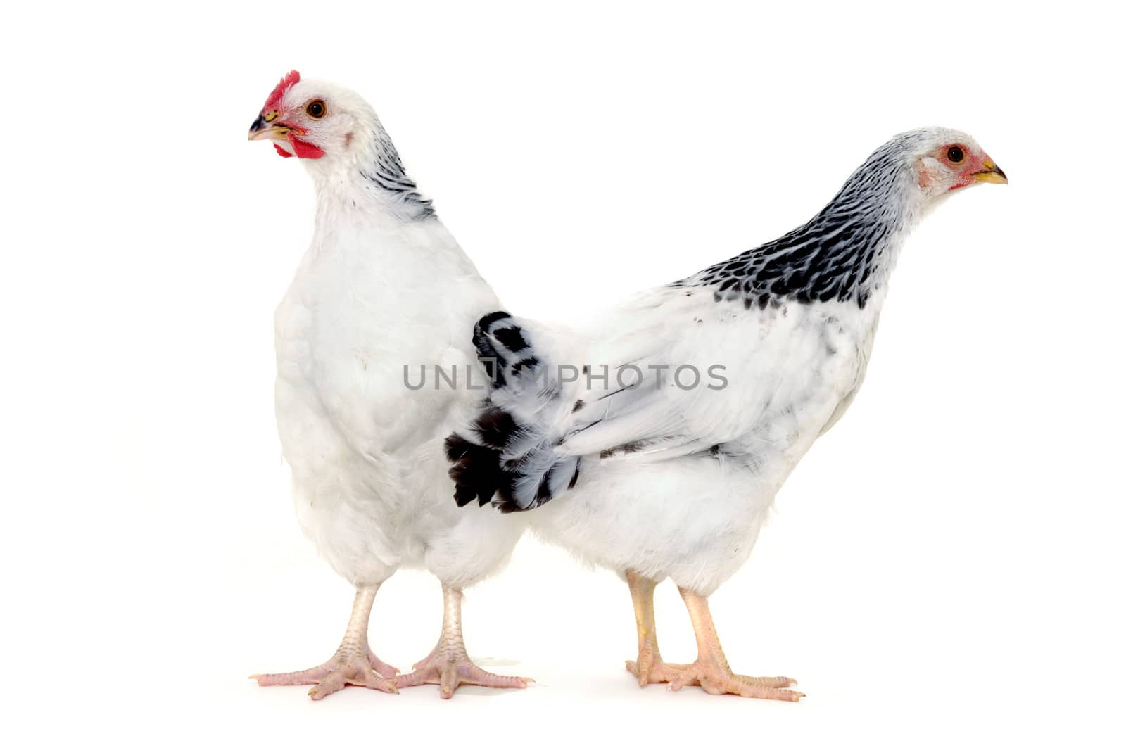 Chickens is standing and looking. Isolated on a white background.