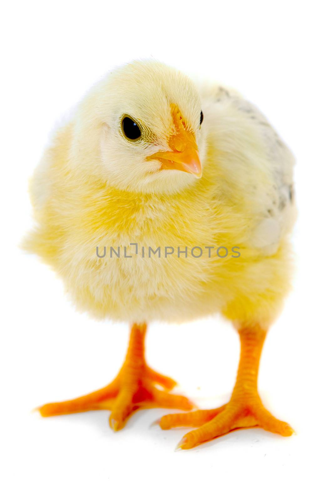 Sweet baby chicken is standing on a clean white background.