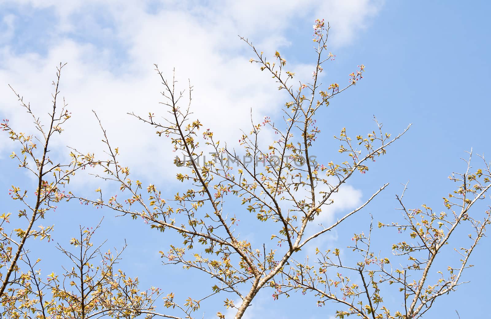 Sakura branch and flowers blooming blossom on sky background