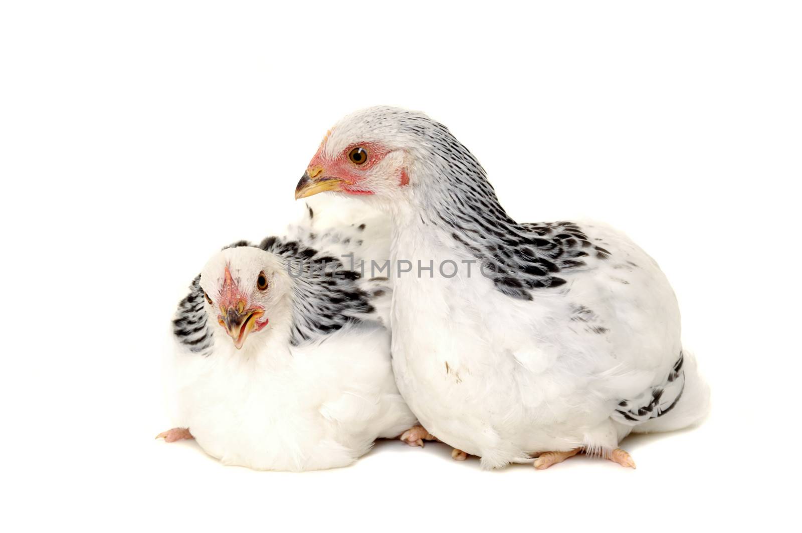 Chickens is standing and looking. Isolated on a white background.