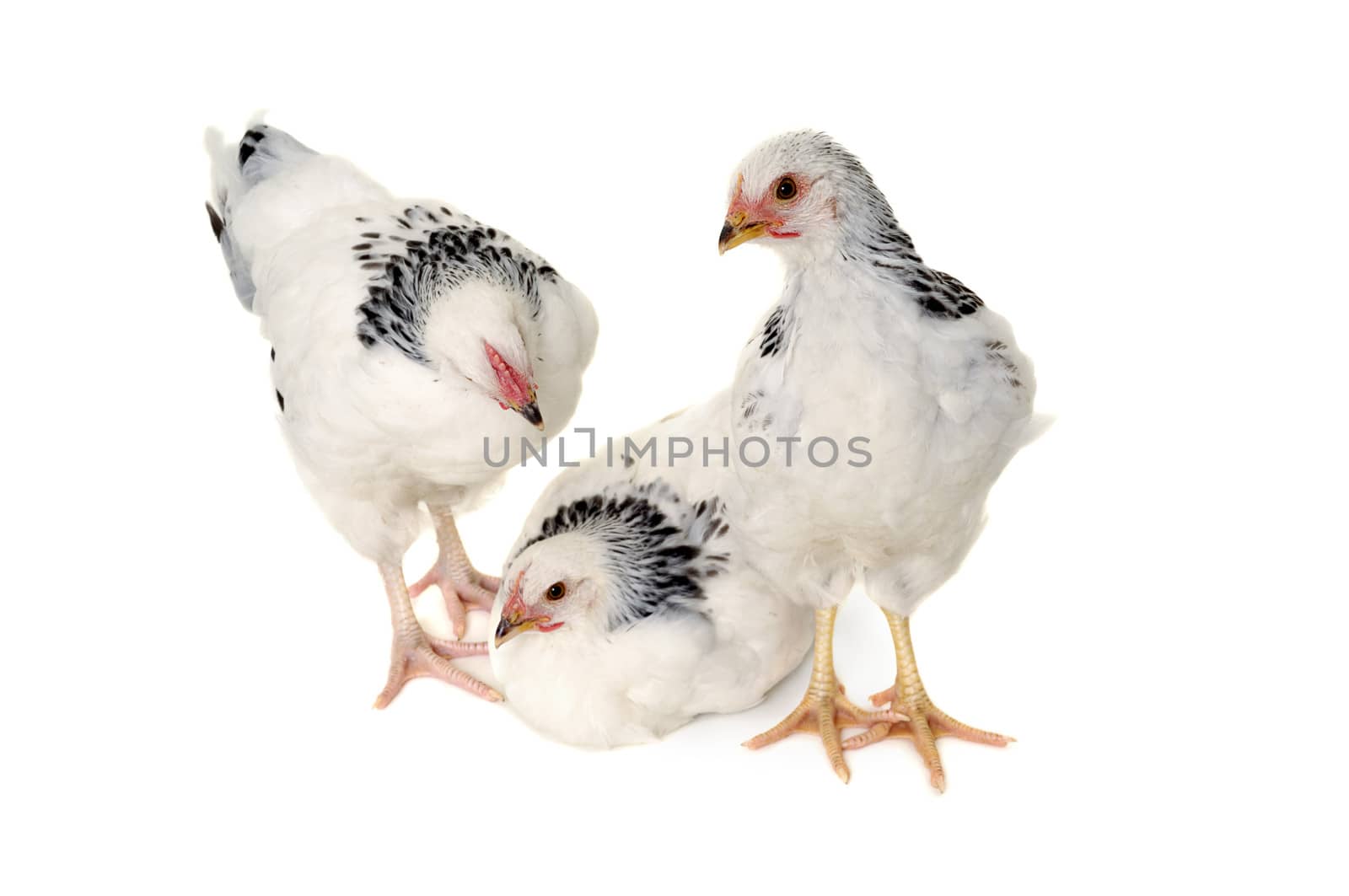 Chickens is standing and looking. Isolated on a white background.