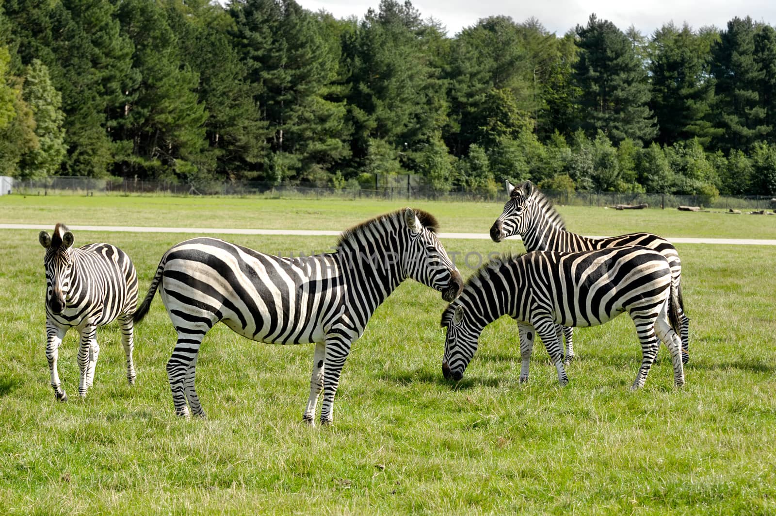 Group of zebras by cfoto