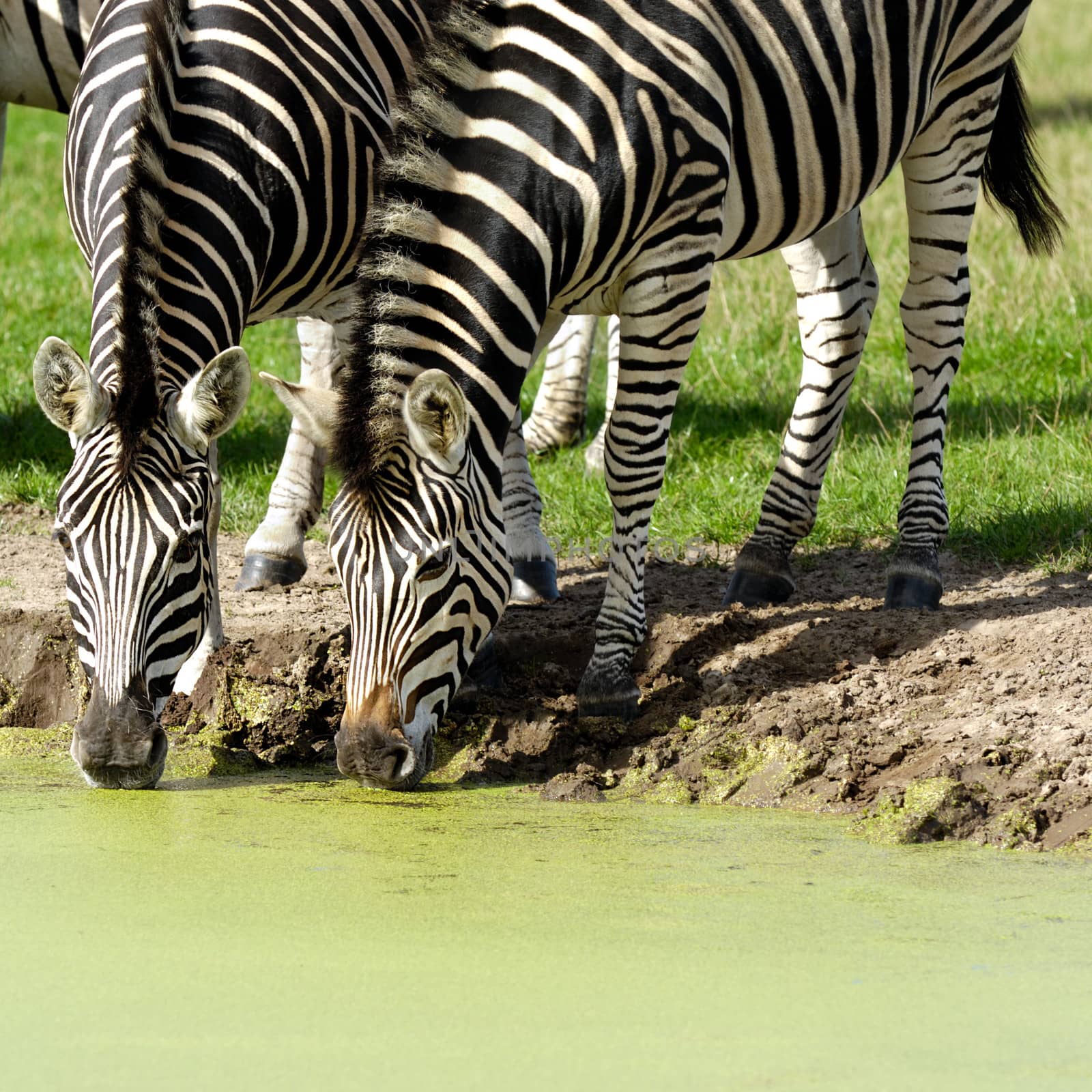 Two zebras are dinkning water from lake.