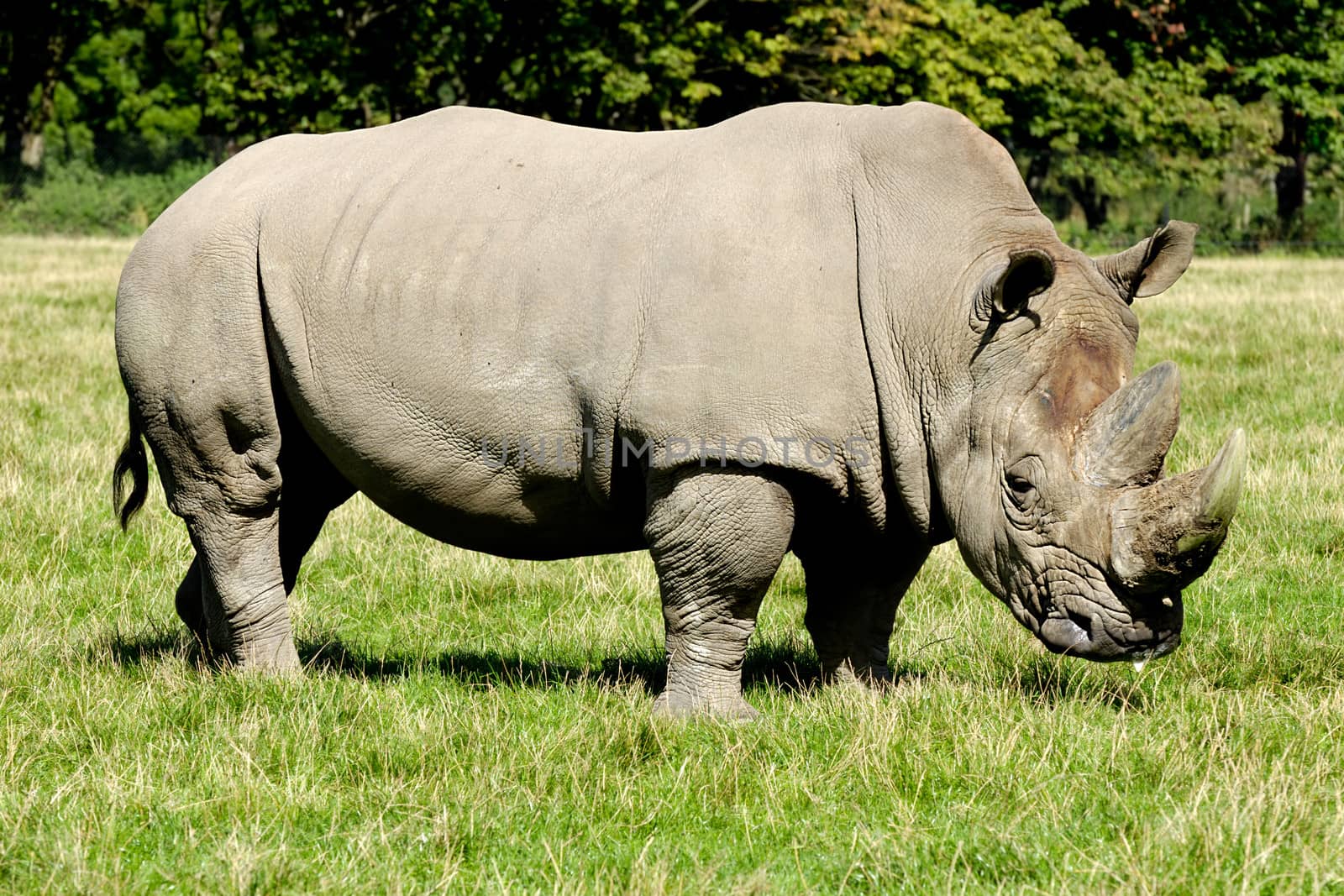 Rhino is standing and looking on green grass