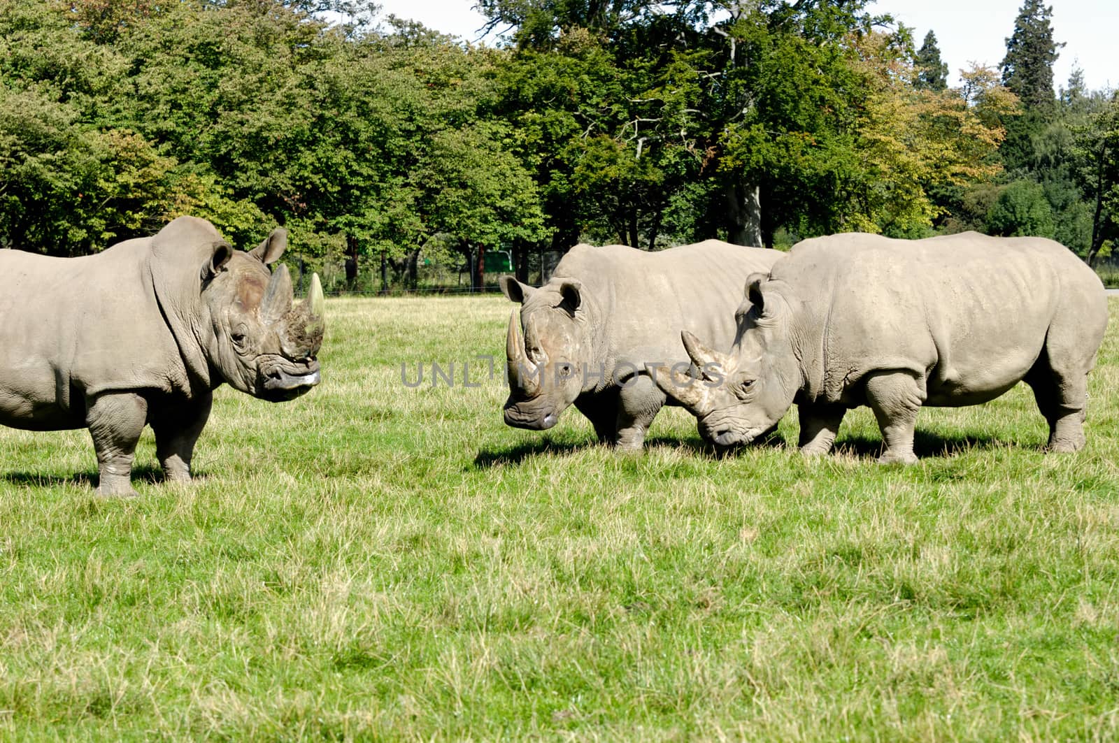 Group of rhino are standing and looking on green grass