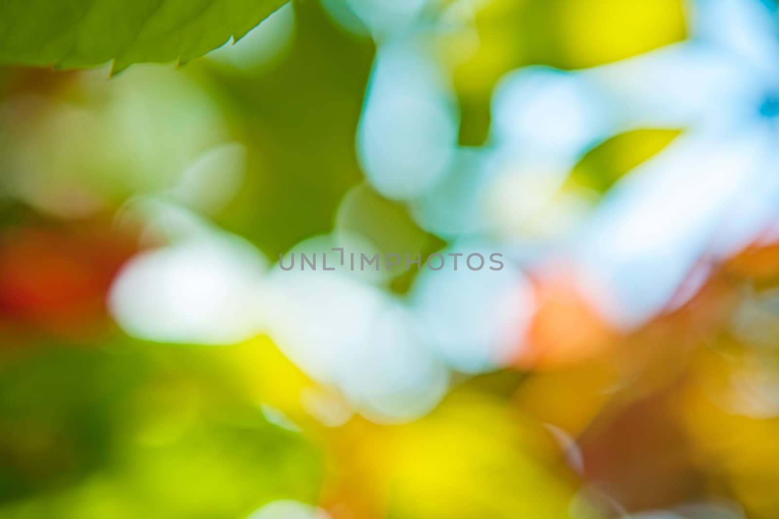 bokeh. blurred foliage on background of sky by mihalec