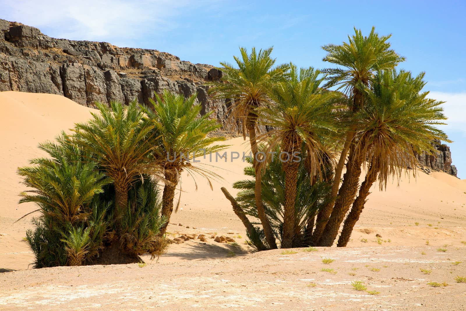 Palm trees and natural landscape in Morocco by watchtheworld