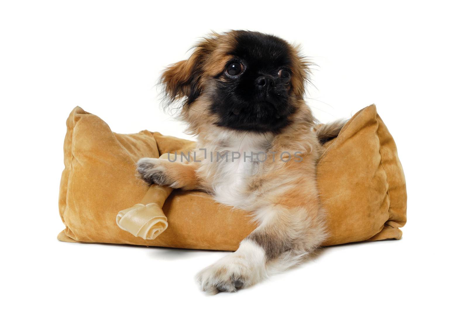 Puppy dog in dog bed. Taken on a white background