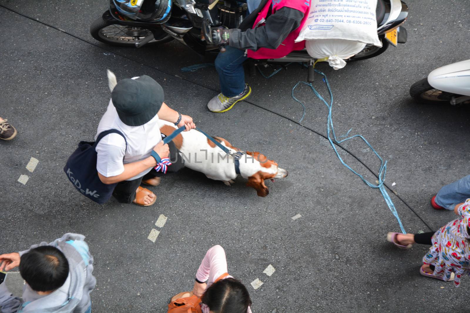 Dog with protester in Bangkok 2014 by frihuttaya