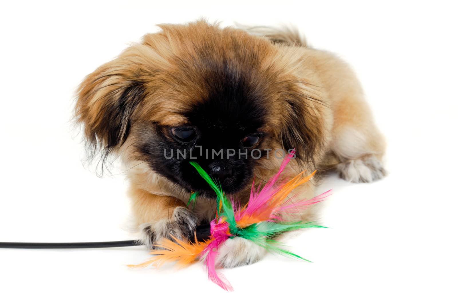 A sweet puppy is playing. Taken on a white background