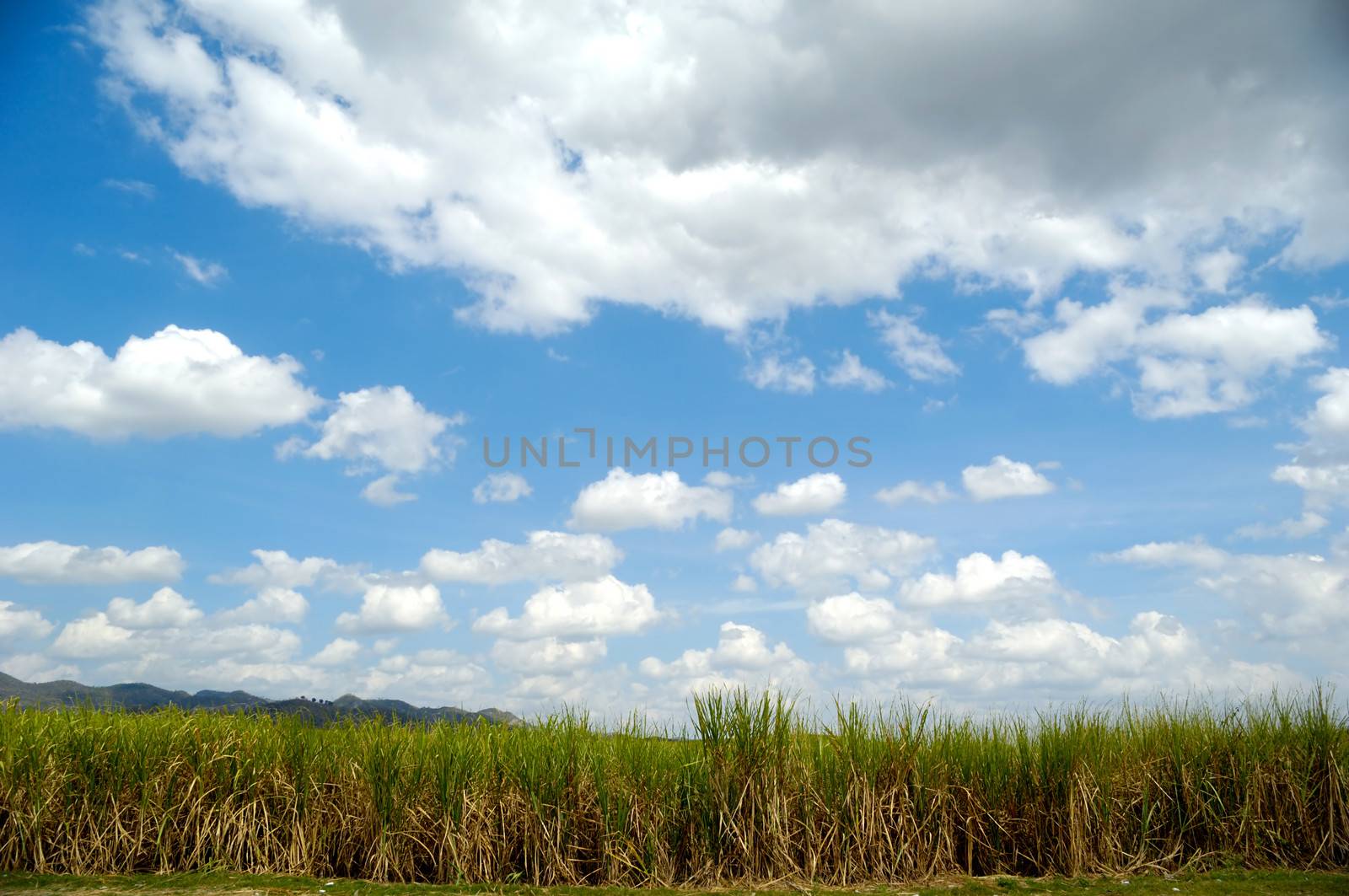 Sugarcane field from the Dominican Republic by cfoto