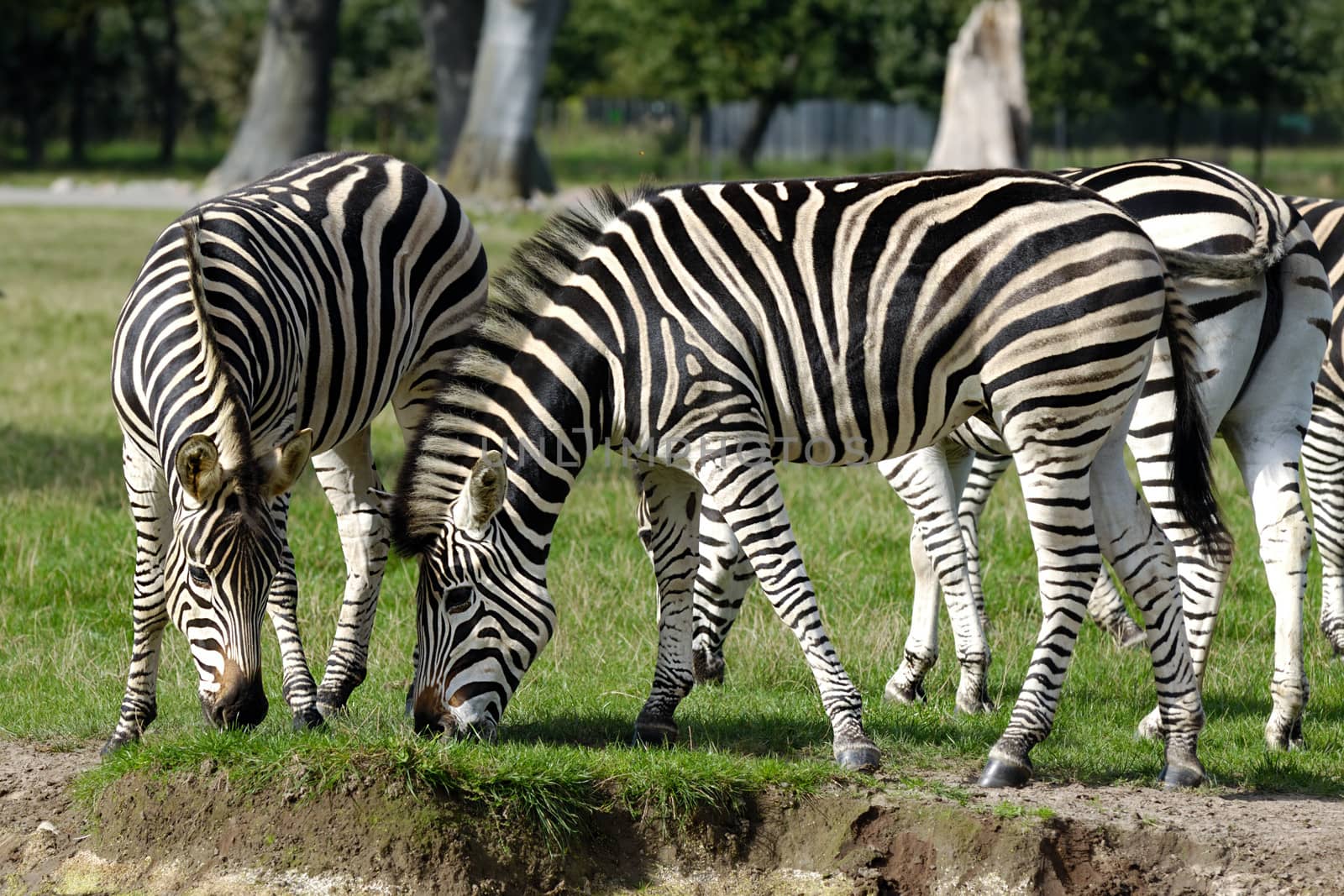 Group of zebras by cfoto