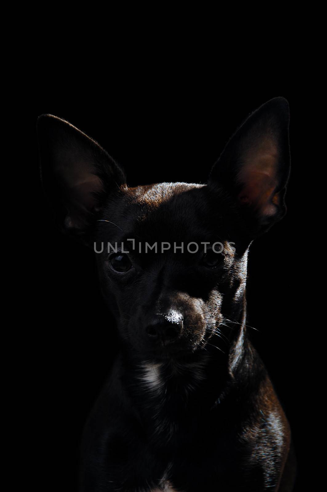 Sweet puppy dog on a black background. Mix of a miniature pincher and a chihuahua.