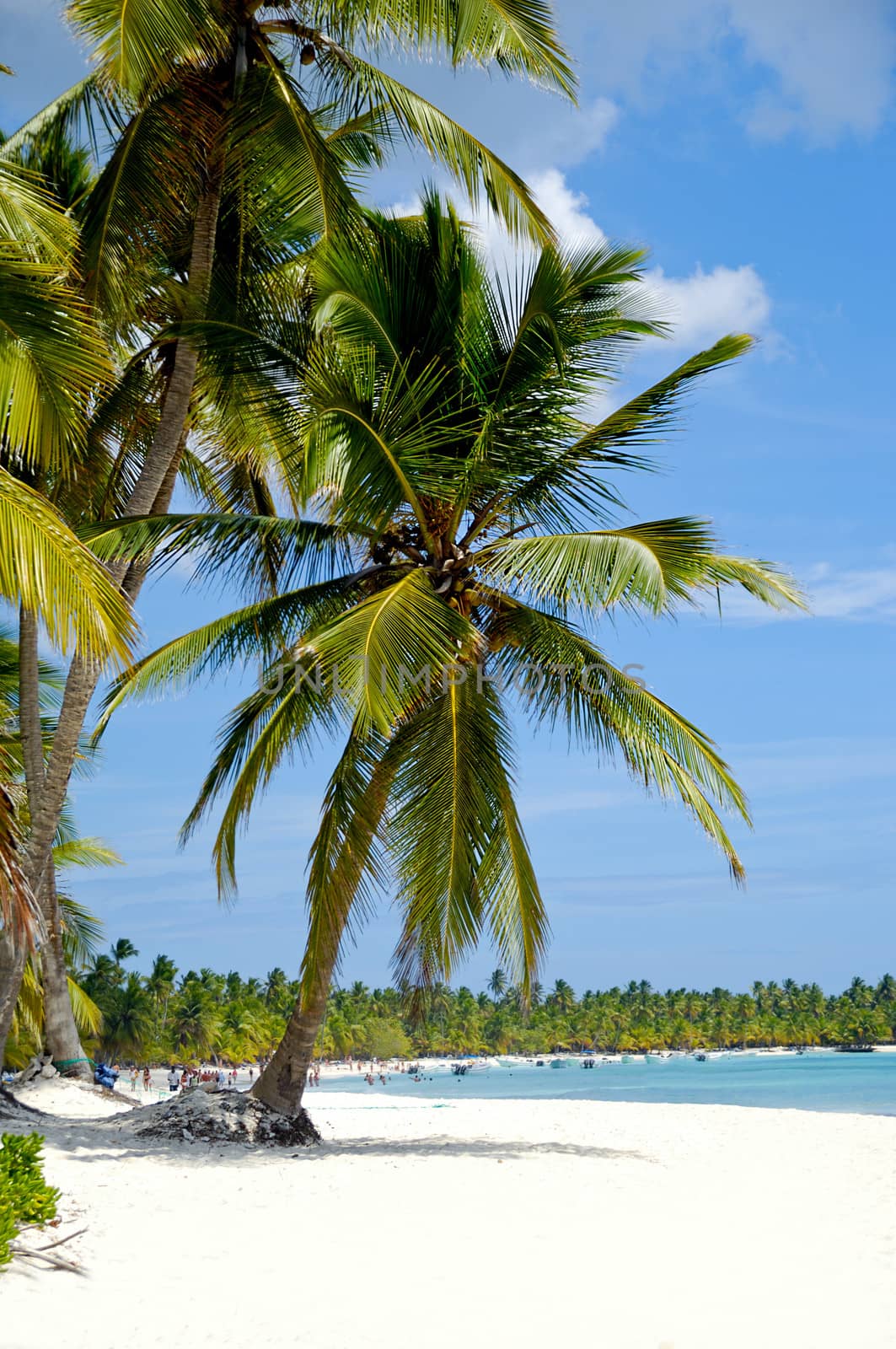 Caribbean beach with palm and white sand with the coast in the background