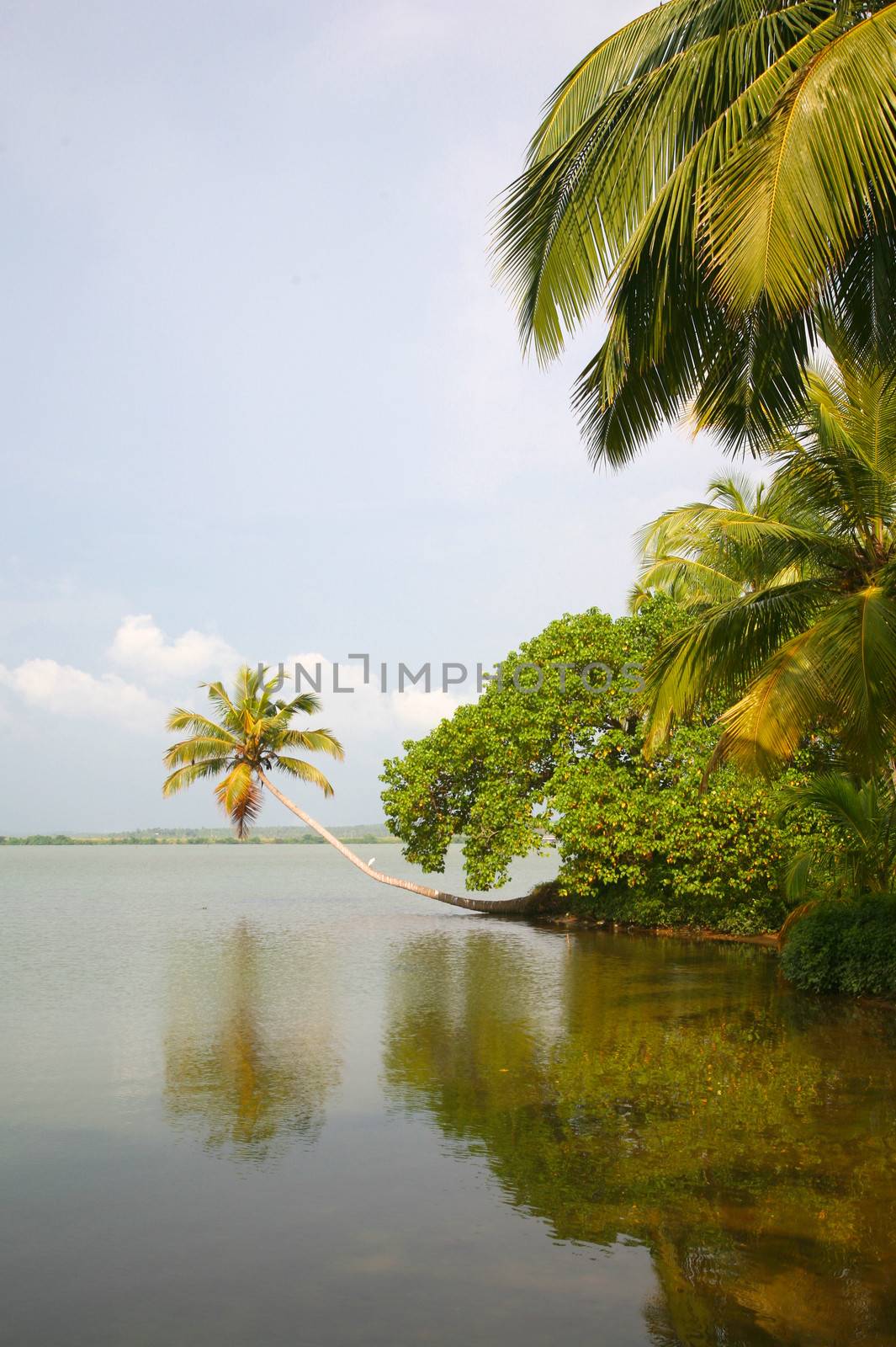 Back Waters in Kerala