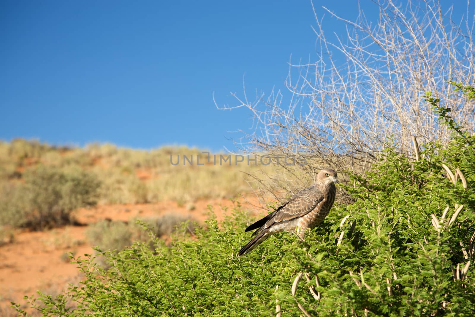 Martial Eagle in Botswana by watchtheworld