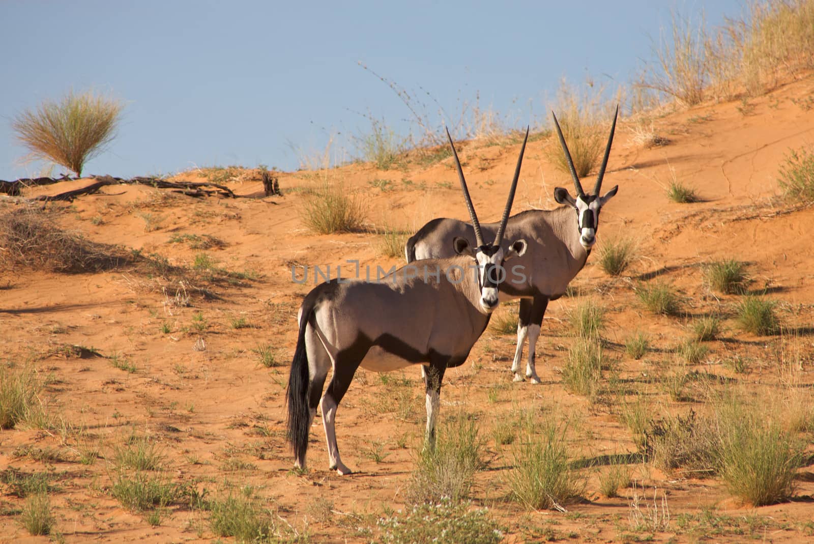 Two gemsboks looking at me while taking the photo in the Kalahari desert in South Africa