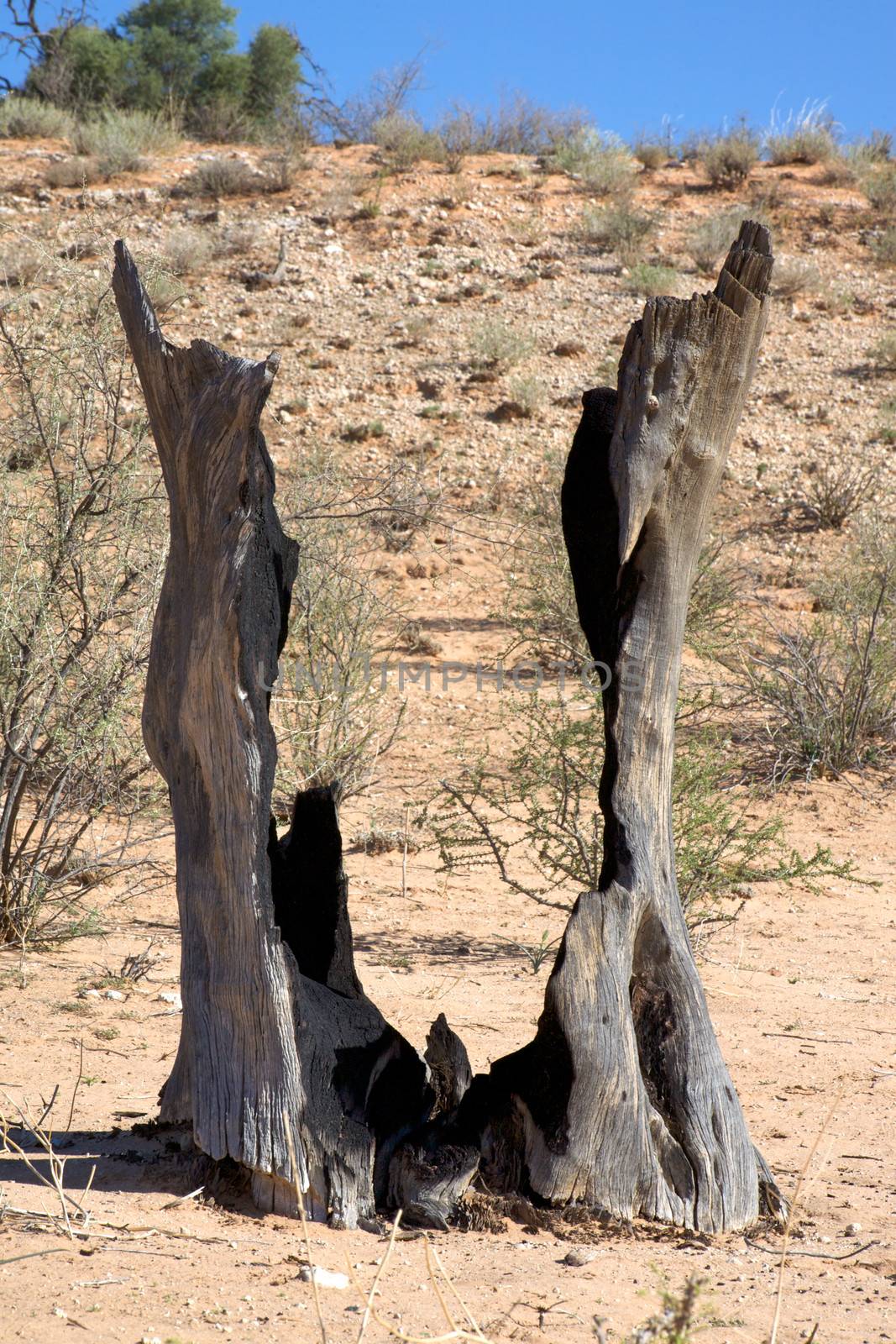 A dead tree hit by a strike in the desert. Kgalagadi Transfrontier Park. Namibia