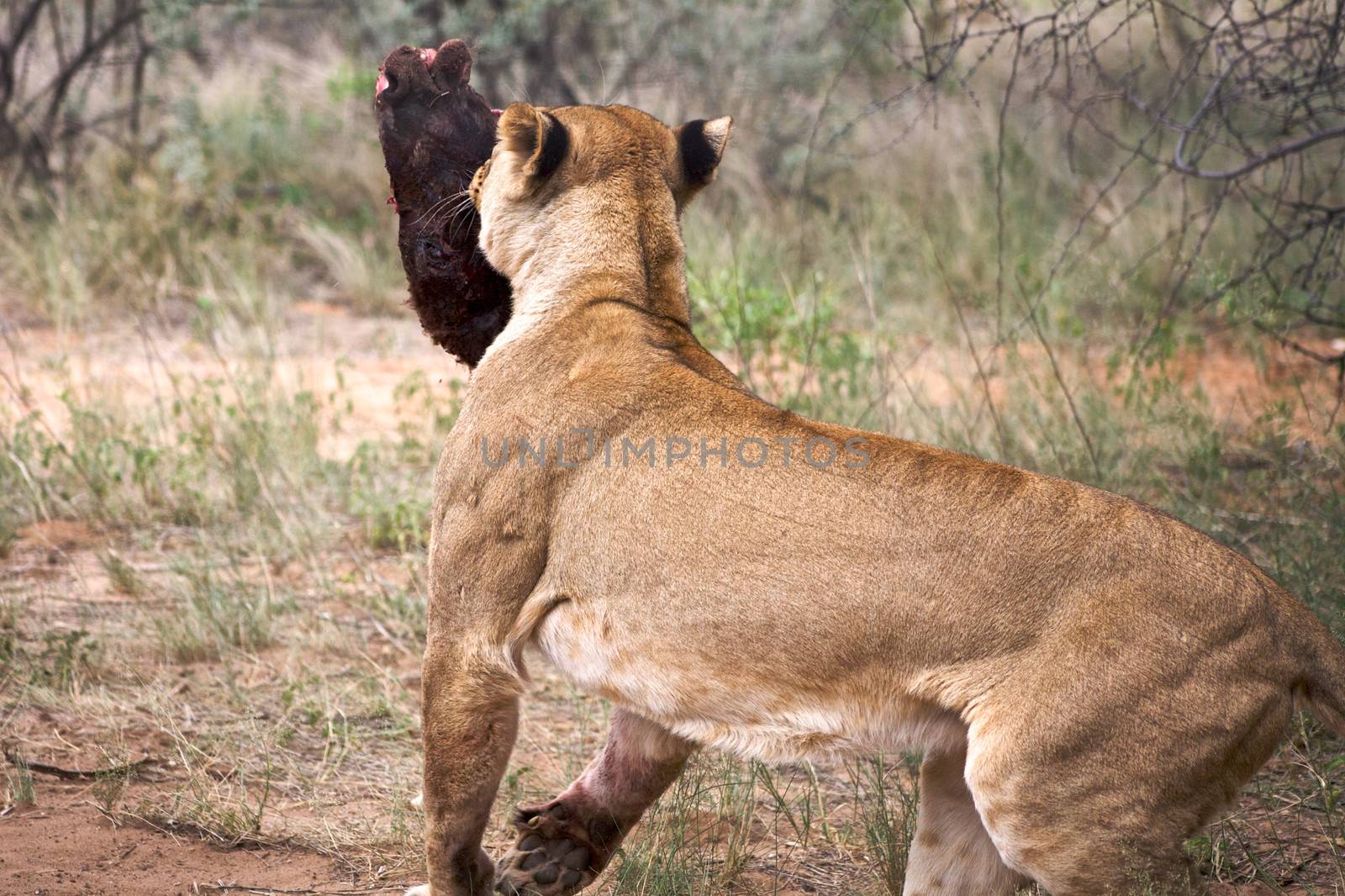 The lion is walking with a big piece of meat.Kgalagadi Transfrontier Park. South Africa