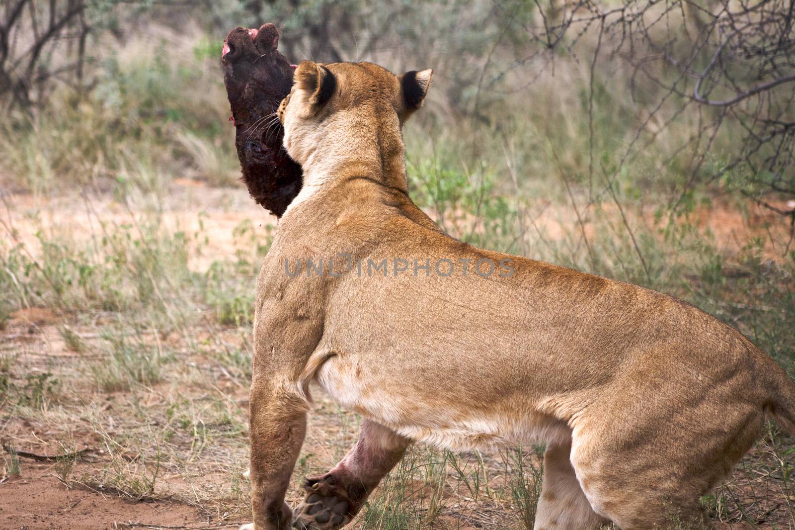 The lion is walking with a big piece of meat. by watchtheworld