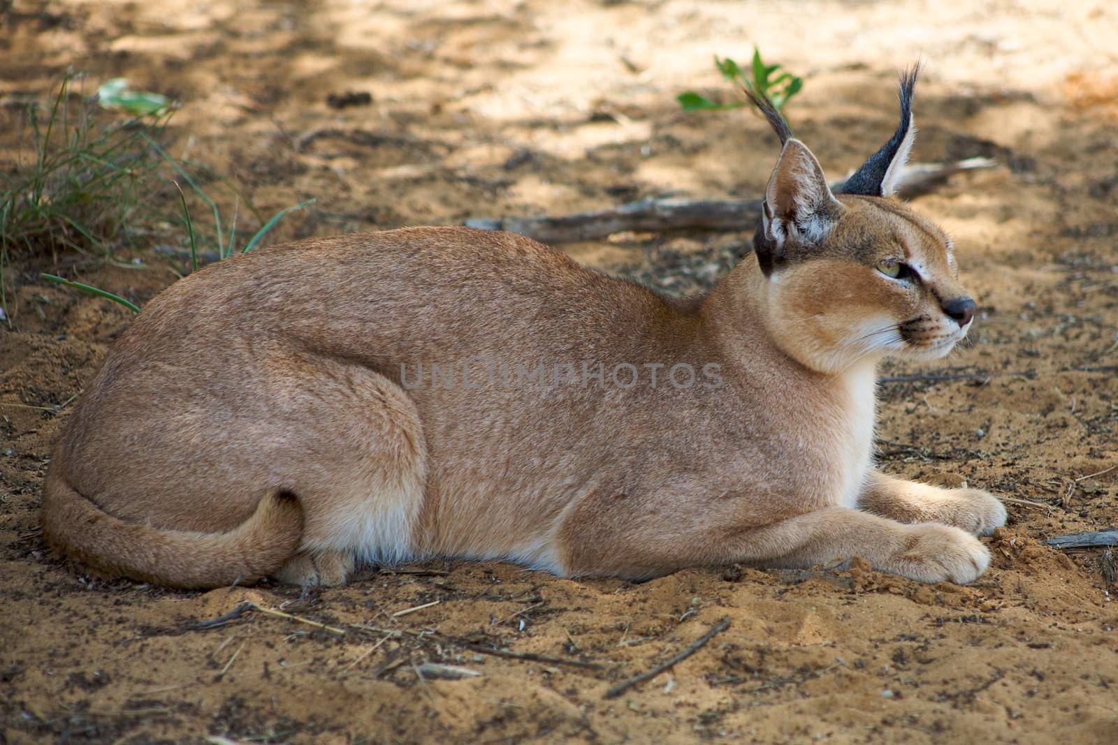 Caracal in Harnas Foundation in Namibia by watchtheworld