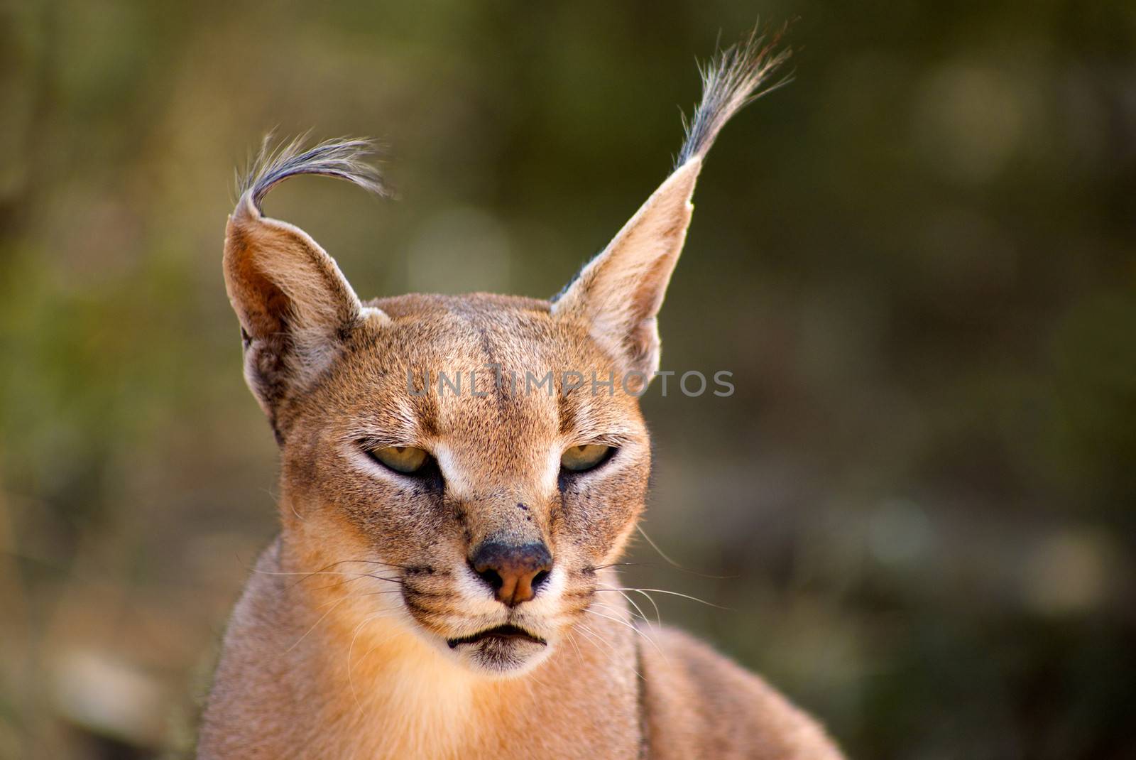 Caracal in Harnas Foundation in Namibia by watchtheworld