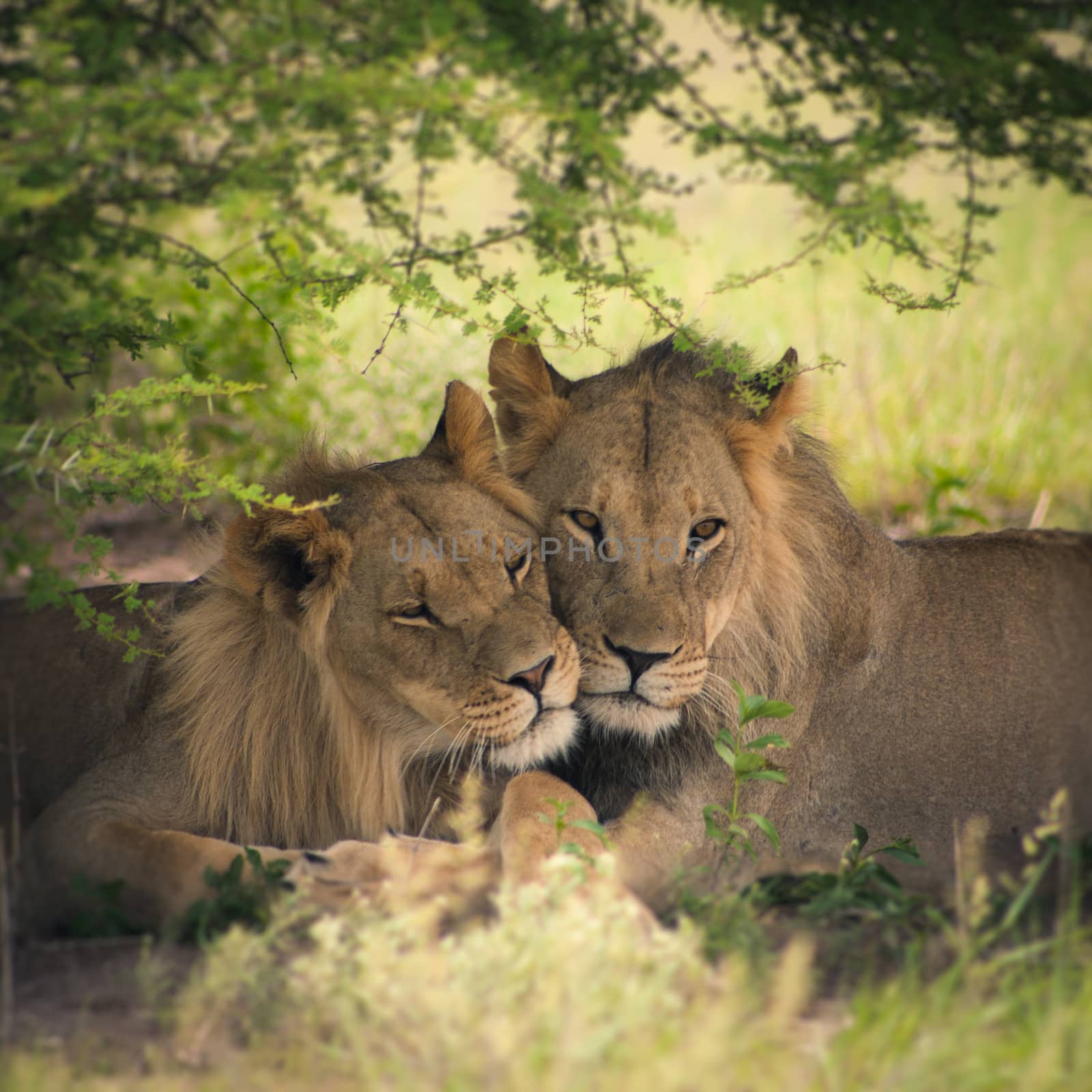 Loving pair of lion and lioness in Botswana with illustration treatment
