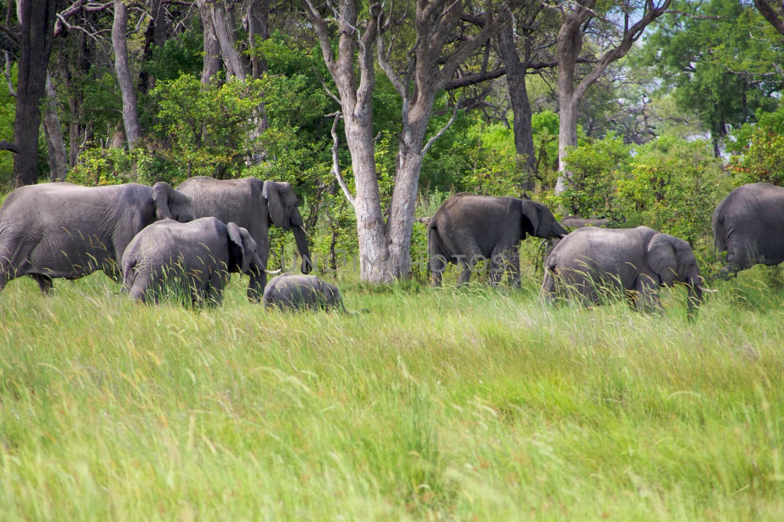group of elephants in the bush by watchtheworld