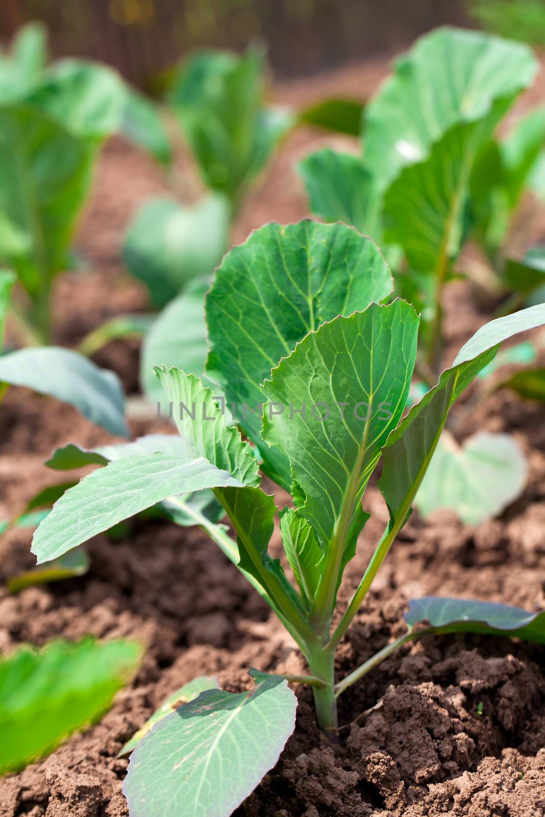 young cabbage growing in the farm land by motorolka