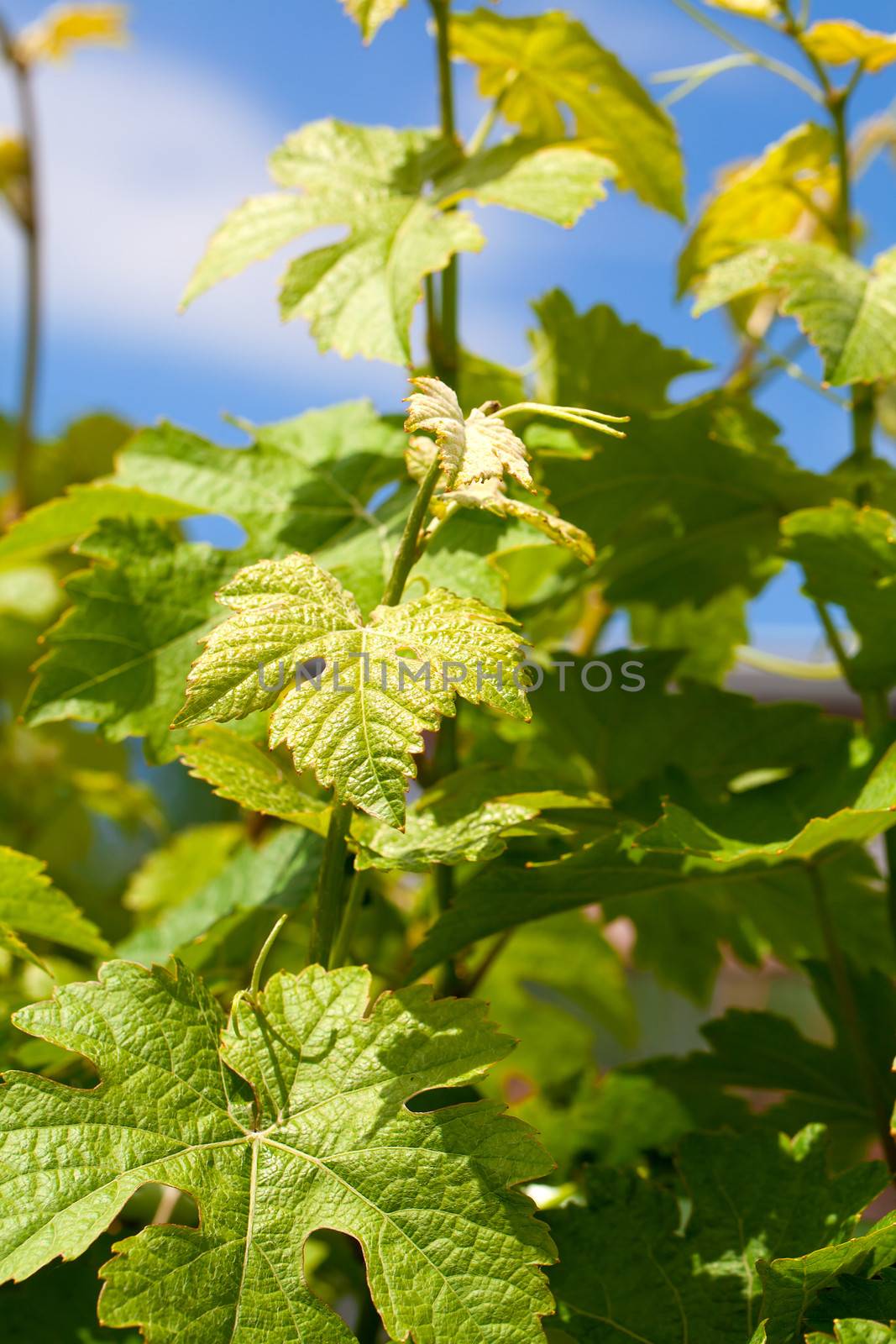 close-up of green grapevine and sun rays