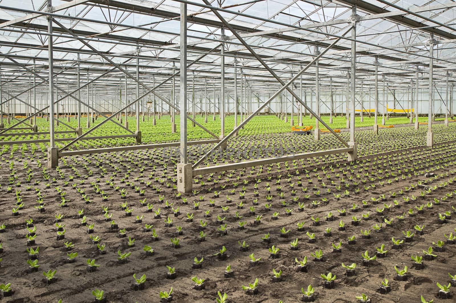 Overview working on new planting of young Salad plants in glasshouse in summer - horizontal