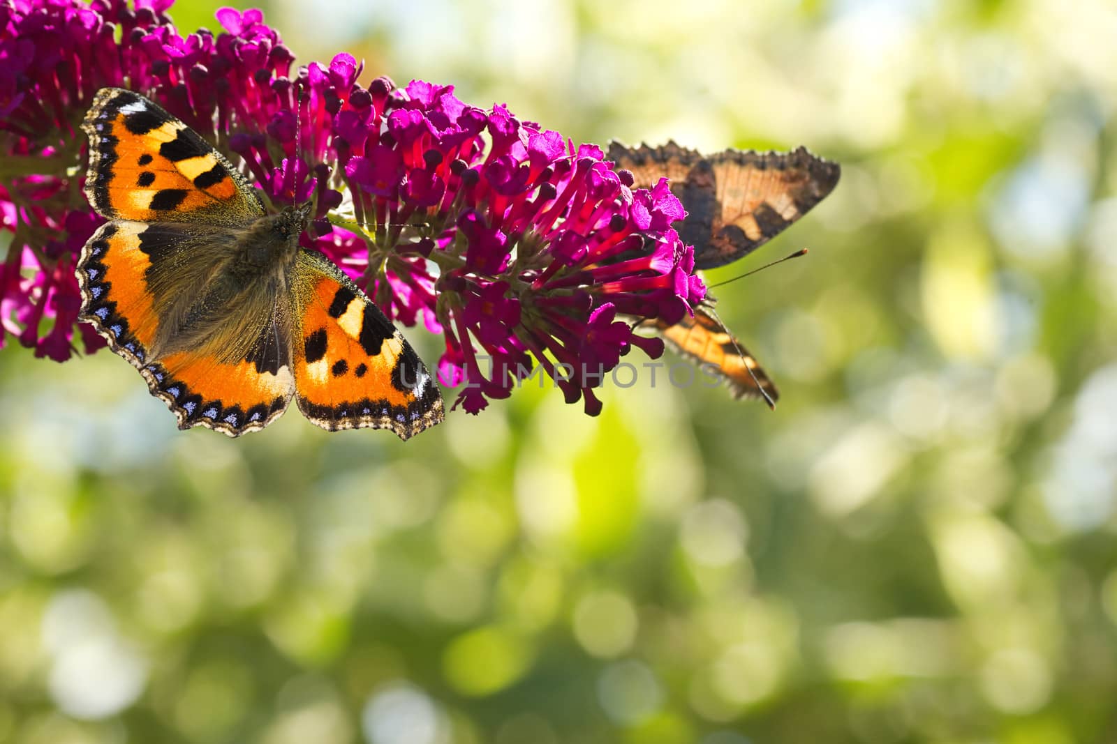Two Small tottoiseshell butterflies on Butterfly bush in the garden in summer with bokeh background and copyspace