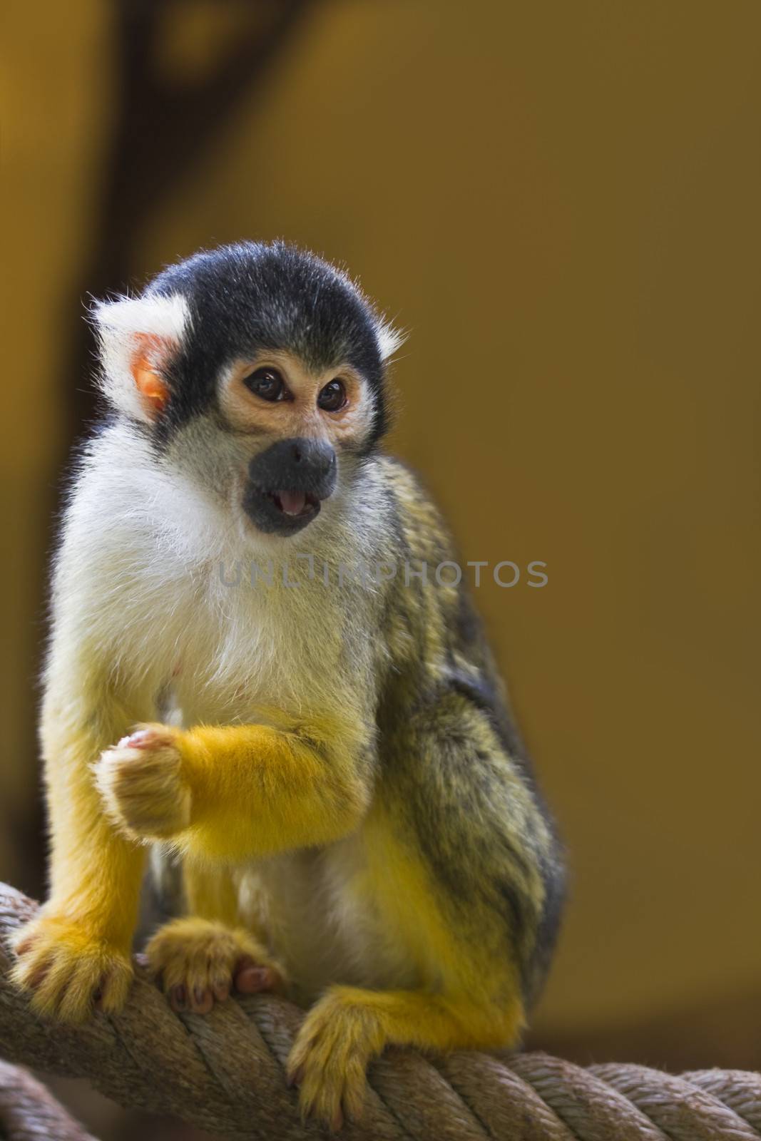 Squirrel- or Skull monkey sitting on rope