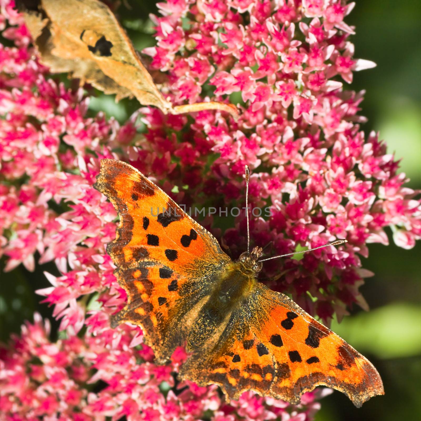 Comma butterfly or Polygonia c-album feeding on Sedum flowers in summersun