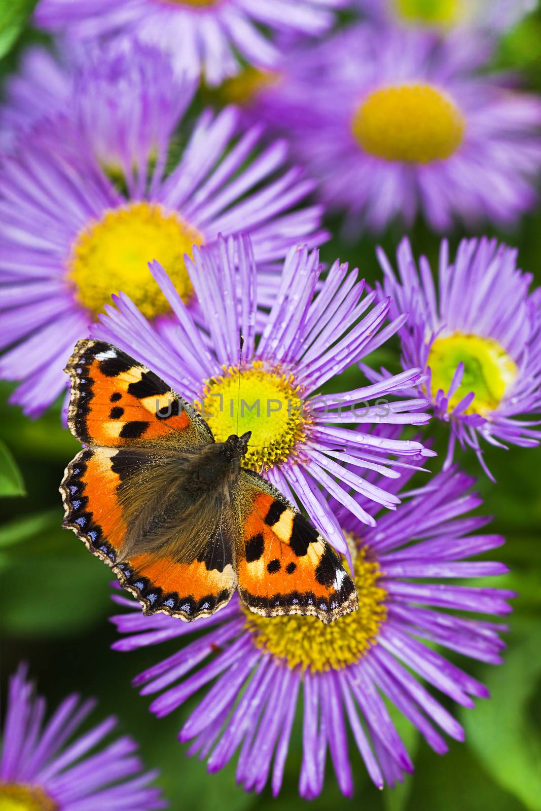 Small tortoisesehell butterfly on China aster flowers in summer