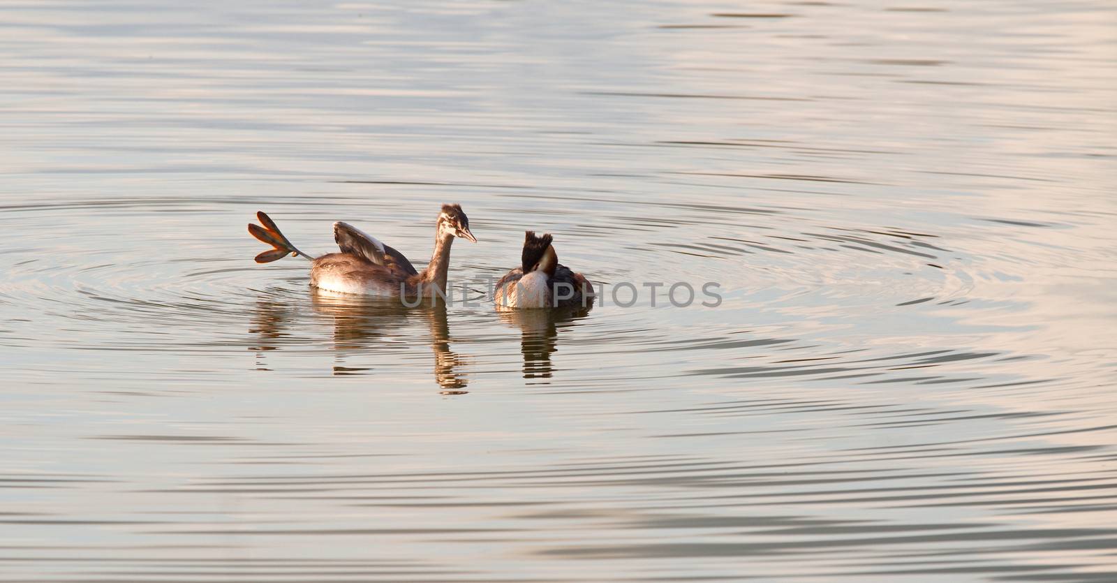 Female Great Crested Grebe ignoring young adult begging for food in evening light on the lake