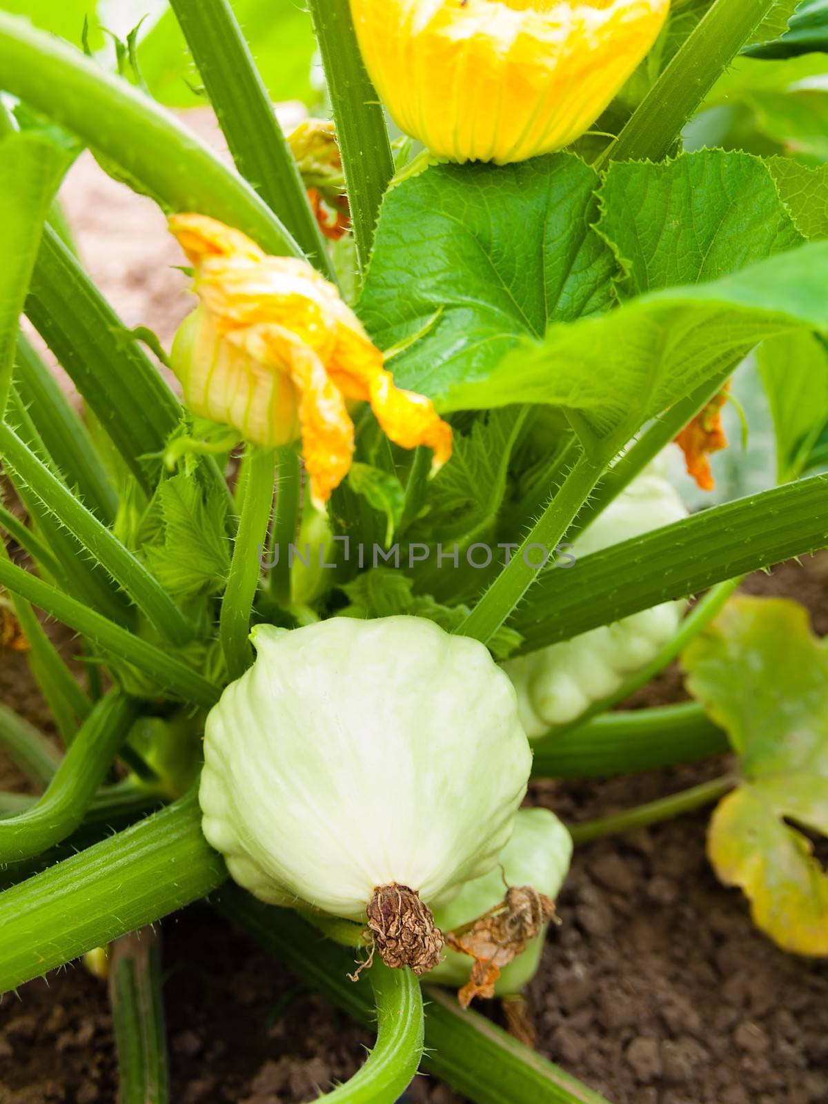 Pattypan squash growing on vegetable bed. Custard marrow - a plant belonging to the genus Cucurbita