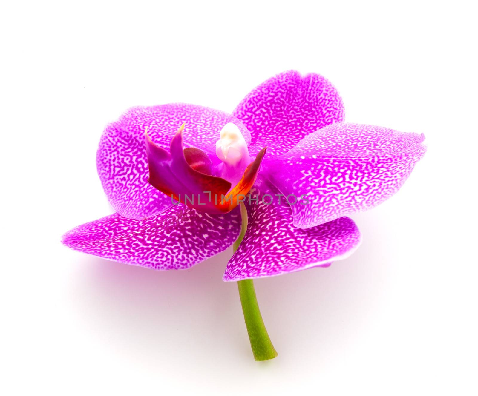 orchid on the white background