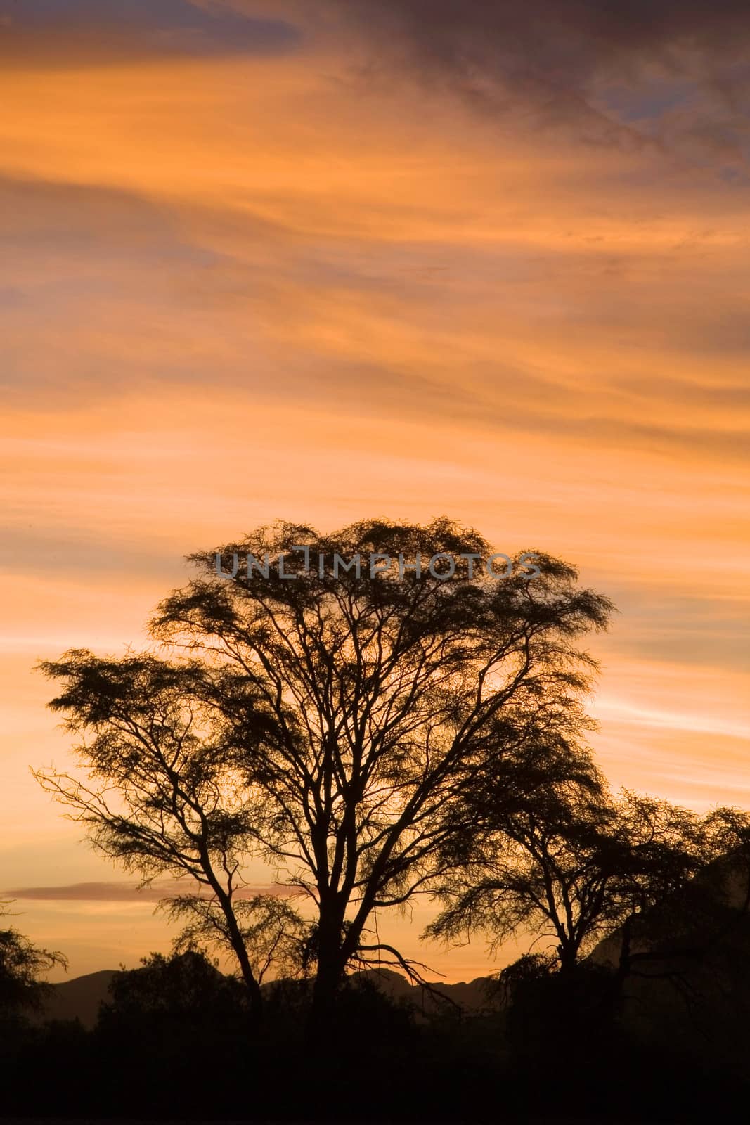 Landscape at sunset on Etosha Park in Namibia.