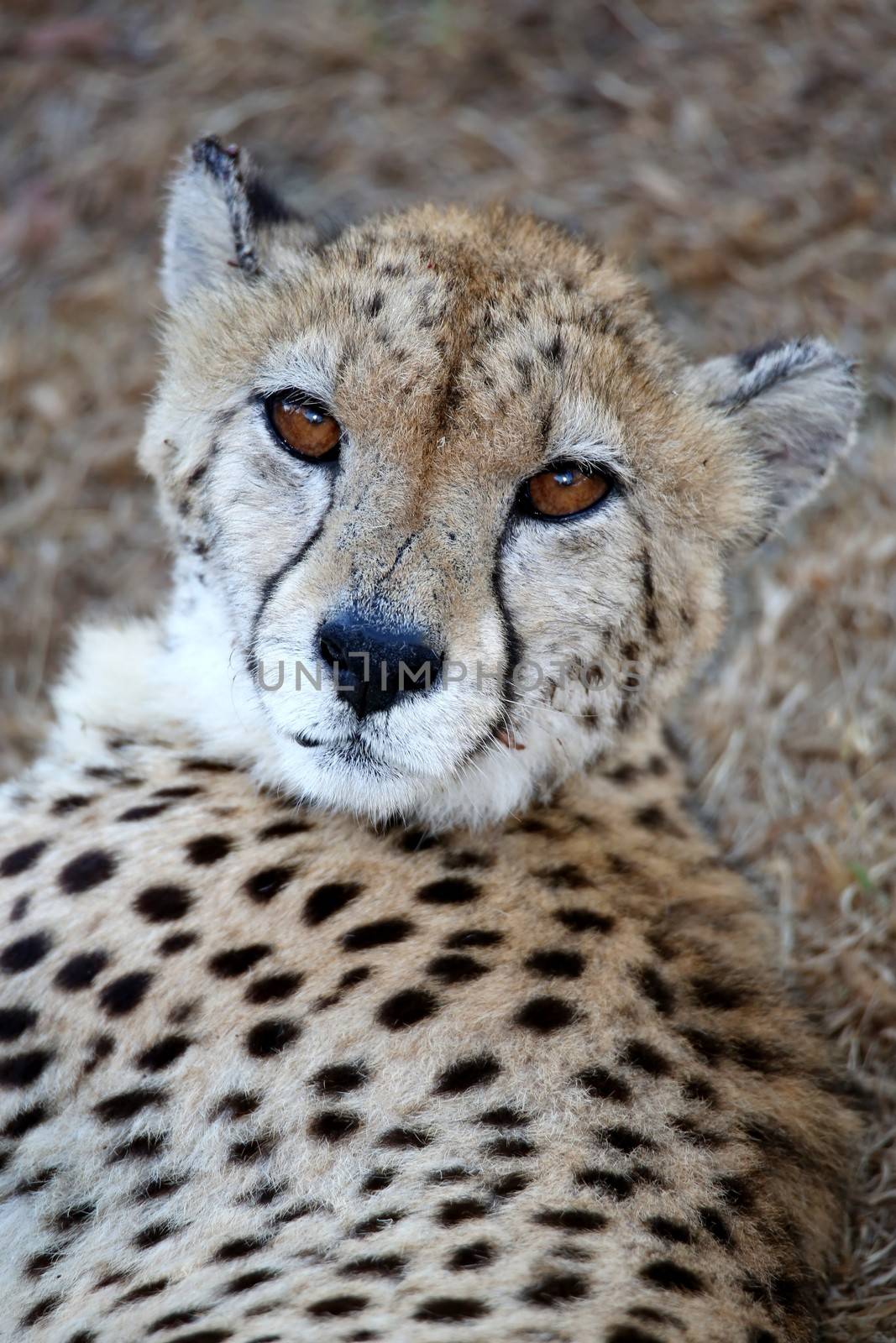 Portrait of a beautiful Cheetah wild cat