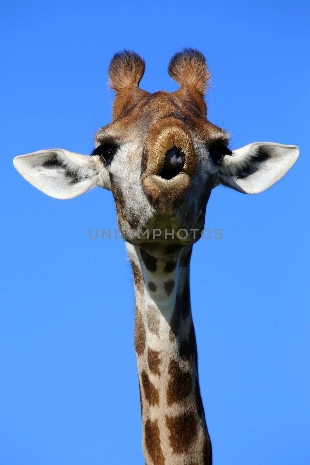 Giraffe with a funny face looking like it is talking