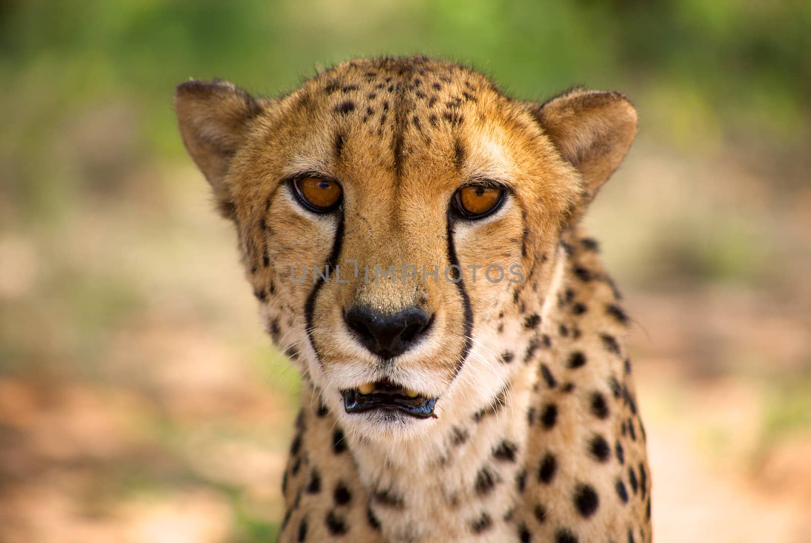 cheetah in Harnas by watchtheworld
