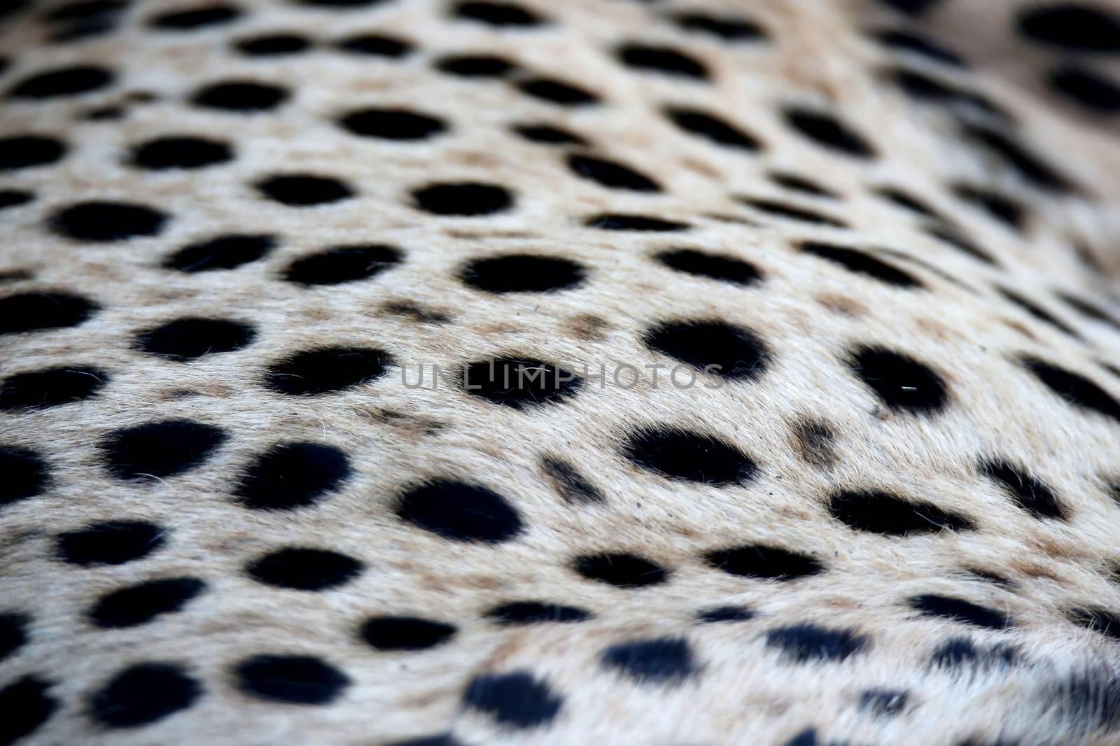 Black spotted fur of the Cheetah wild cat