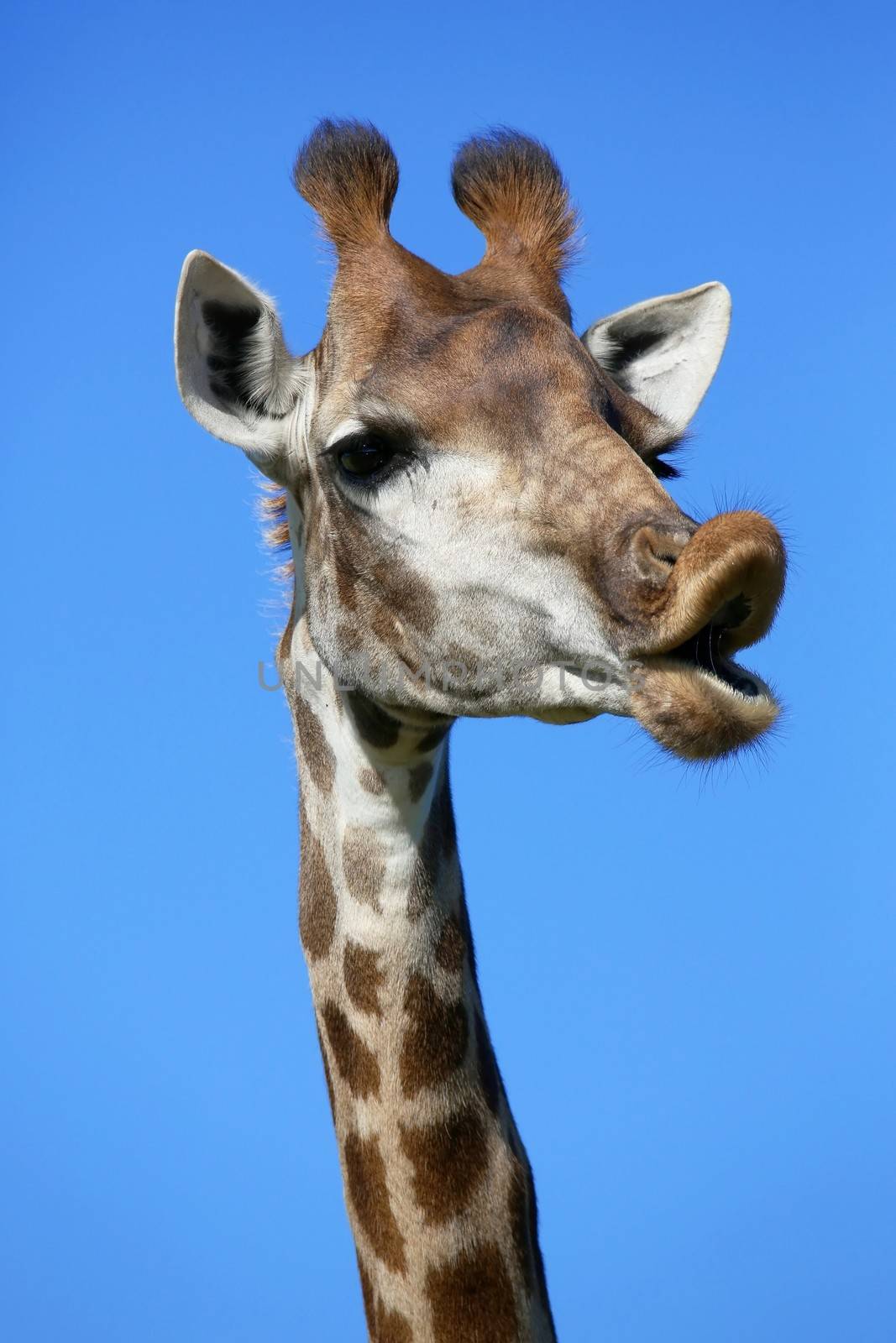 Giraffe with a funny face looking like it is talking