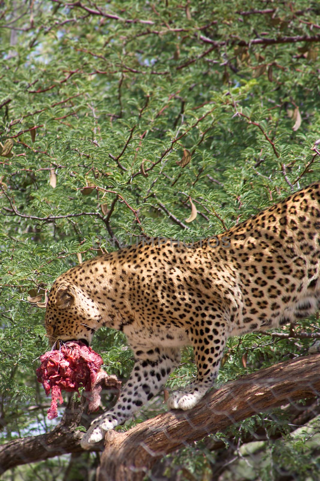 Wild leopard walking on a tree with meat in his mouth. Harnas Foundation  Namibia, 2009.