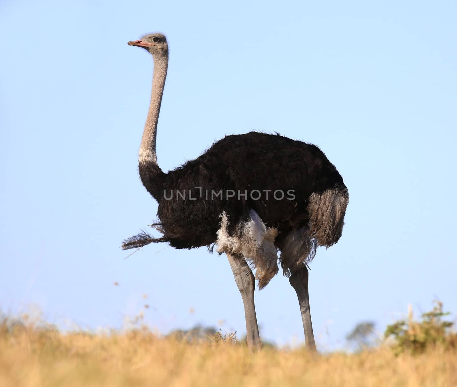 Male ostrich bird with black feathers and long neck